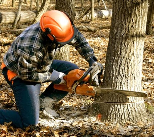 Tree Removal in Poy Sippi, WI